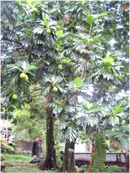 Sukun Artocarpus Altilis Pohon Maluku Penyebaran Pemanfaatan Dan